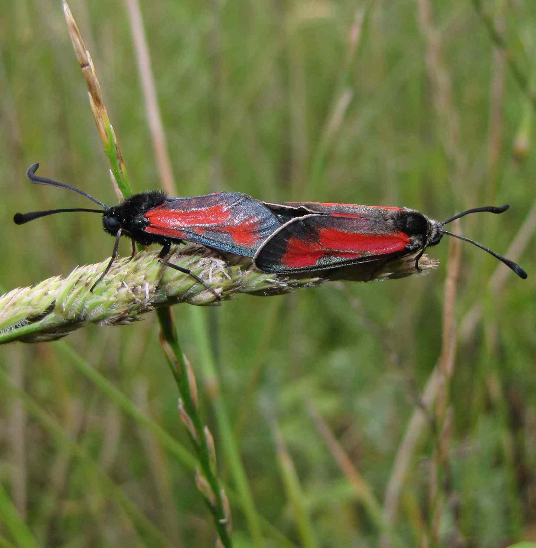 specie zygaena